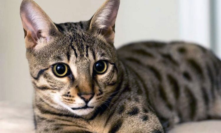 Kanaani Cat Price