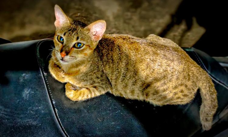 kanaani cat breed