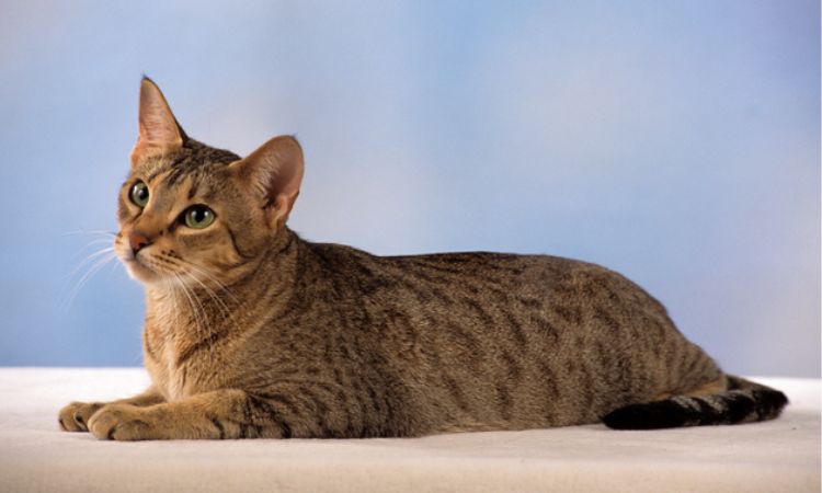 Kanaani Cat