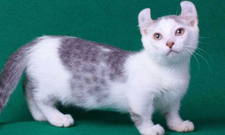 Health and Care of Kinkalow Cats