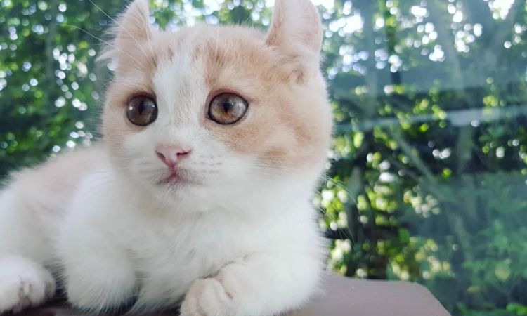 Kinkalow Kittens and Price Insights