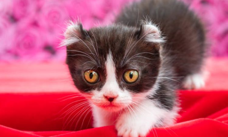 Kinkalow Cat