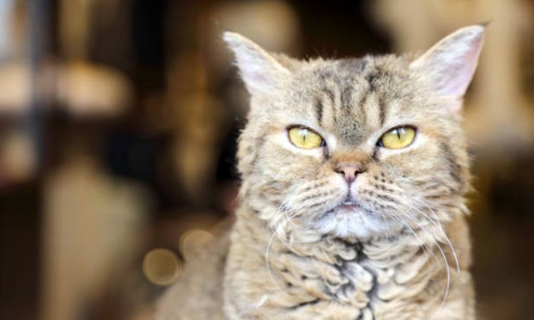 LaPerm Cat Personality & Temperament