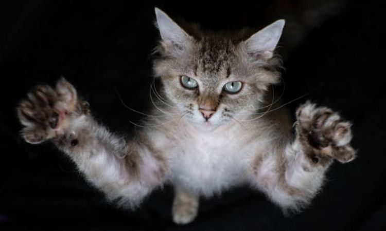 LaPerm Cat Price