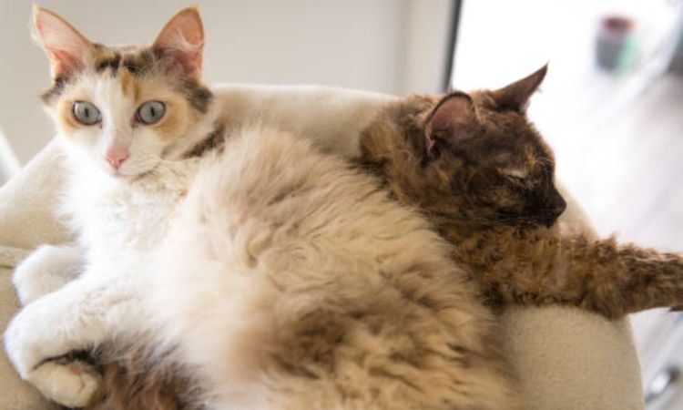 LaPerm Cat