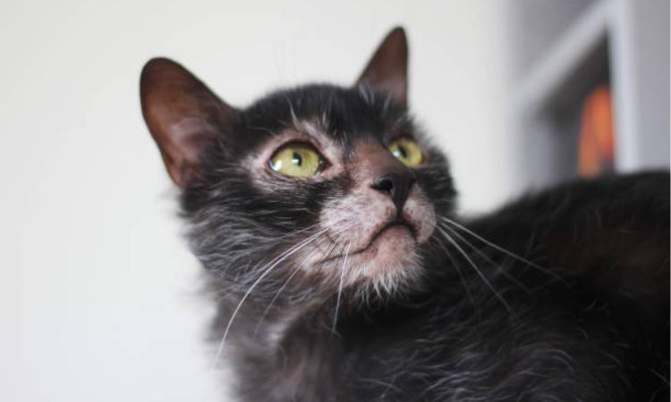 Lykoi Cat Characteristics and Appearance