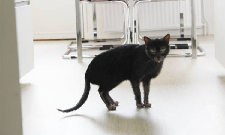 Lykoi Cat Lifespan and Health