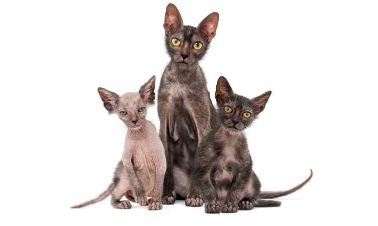lykoi price