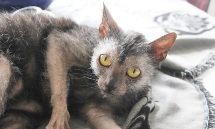 lykoi-cat