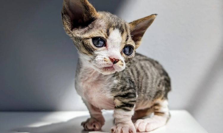 Minskin Cat Price