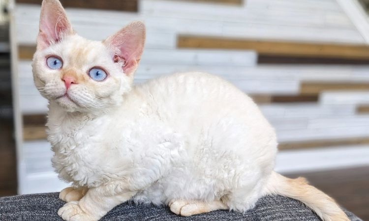 minskin cat