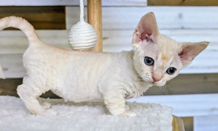 Minskin Cat