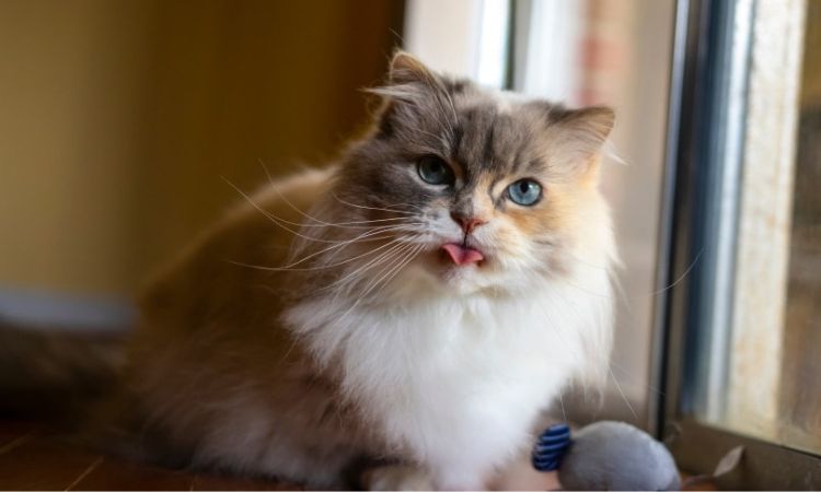 Minuet Cat Price