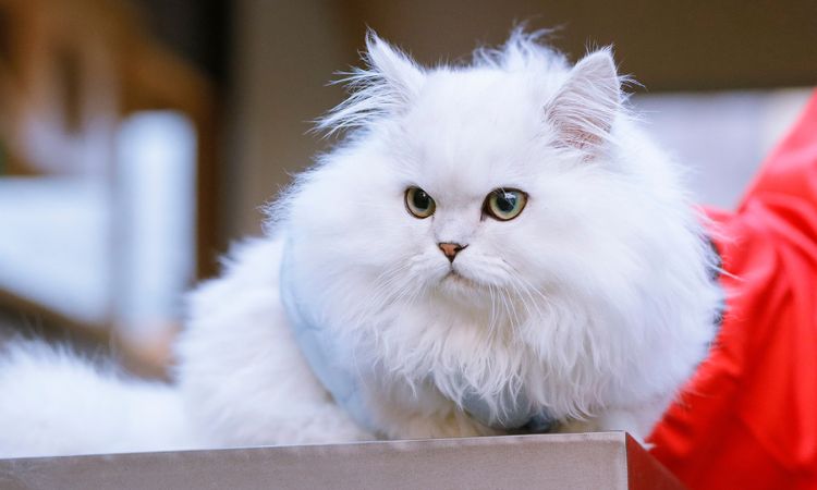 Minuet Cat Size and Appearance