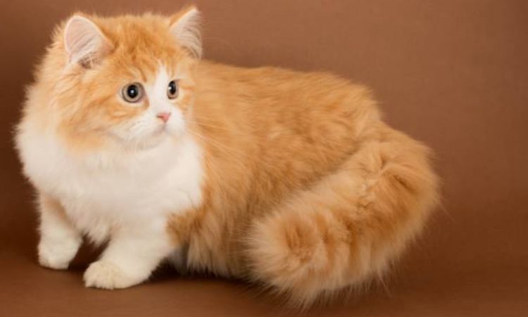 Minuet Cat