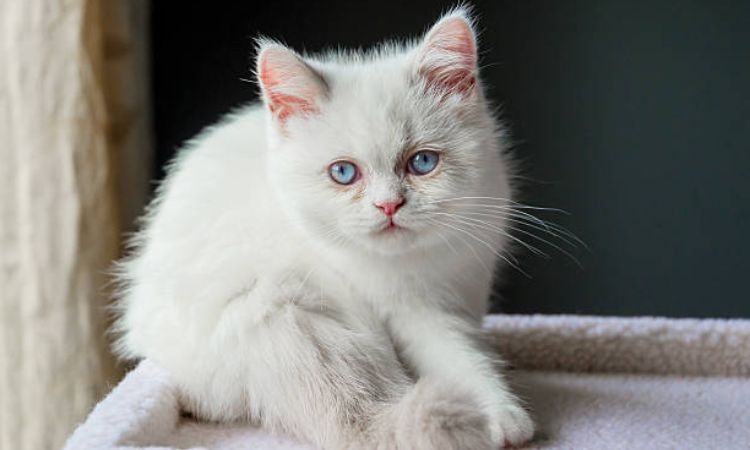 Minuet Cat