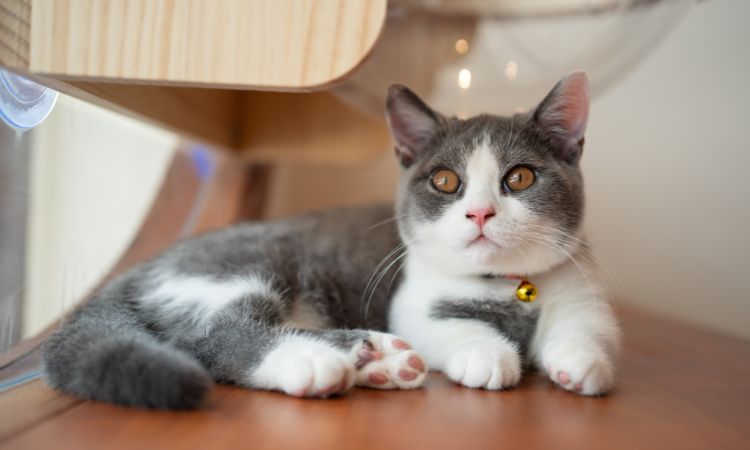 Munchkin cat