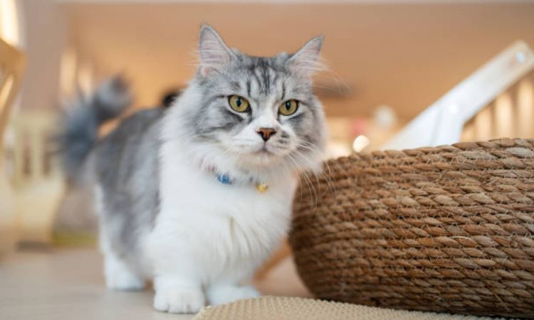 Munchkin Cat