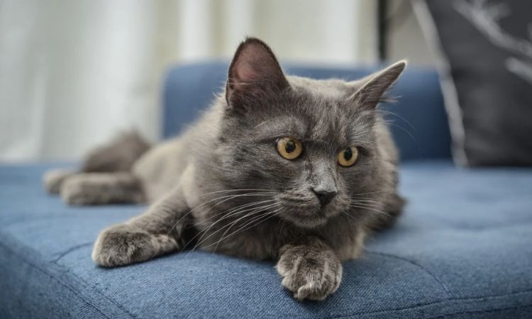 Nebelung Cat Price