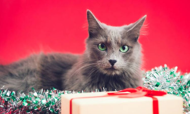 nebelung cat