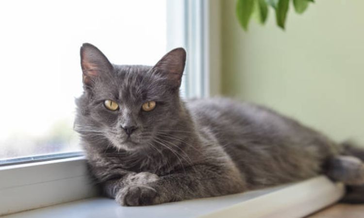 Nebelung Cat Temperament and Care