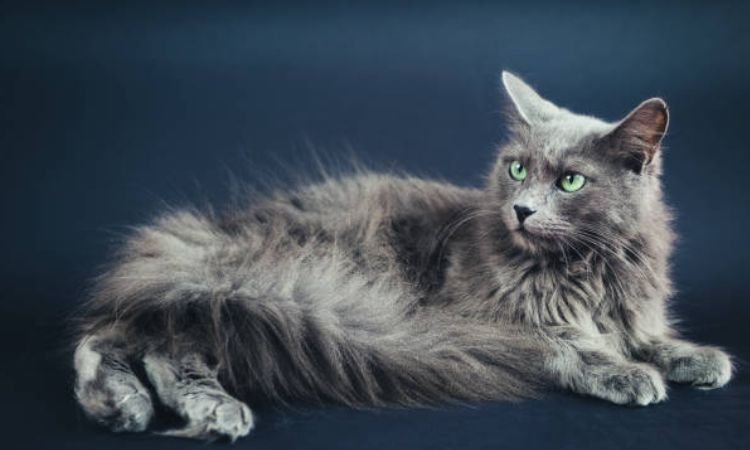 nebelung cat