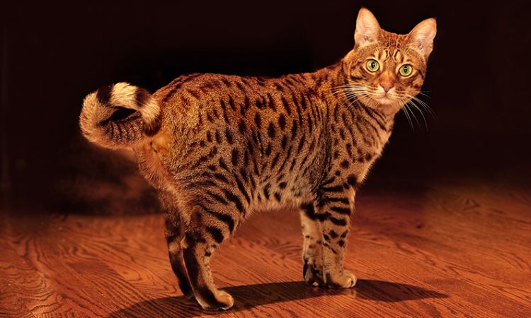 Ocicat Facts, Care, and Health