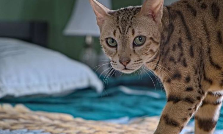 Ocicat
