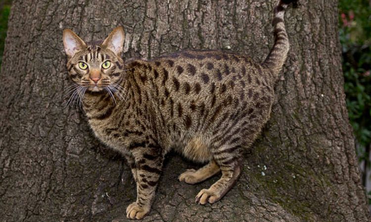 Ocicat