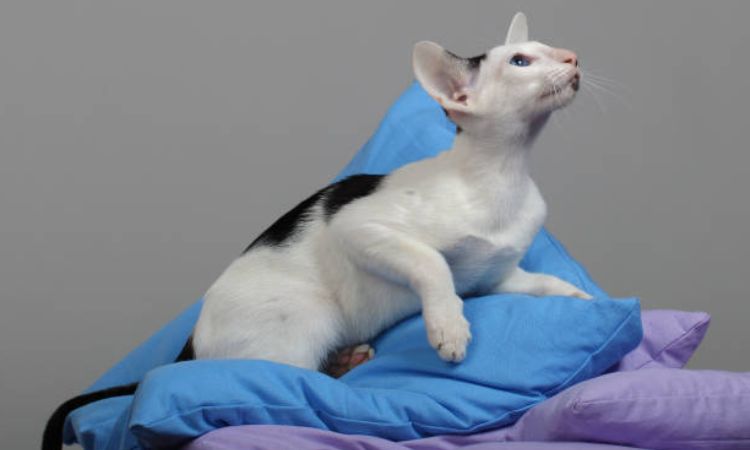 Grooming Your Oriental Shorthair
