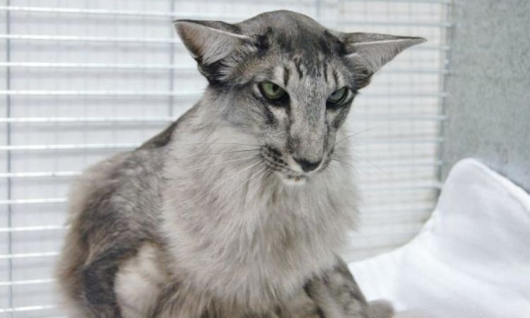 Oriental Longhair Colors