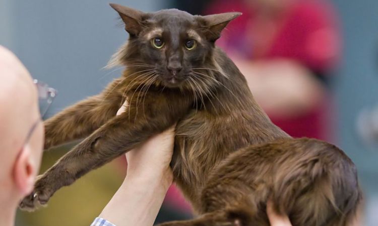 Health and Care oriental longhair