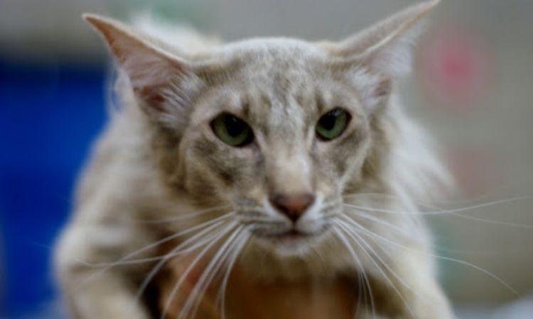 Oriental Longhair