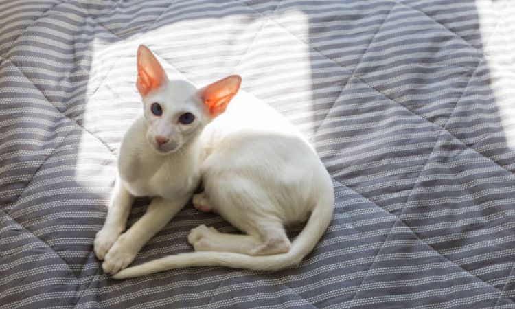 oriental shorthair size