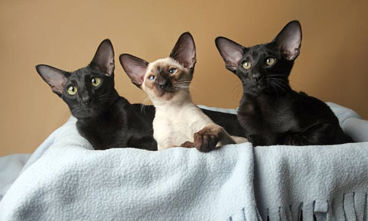 Oriental Shorthair