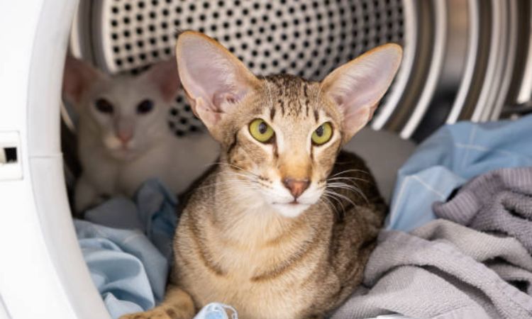 oriental shorthair price