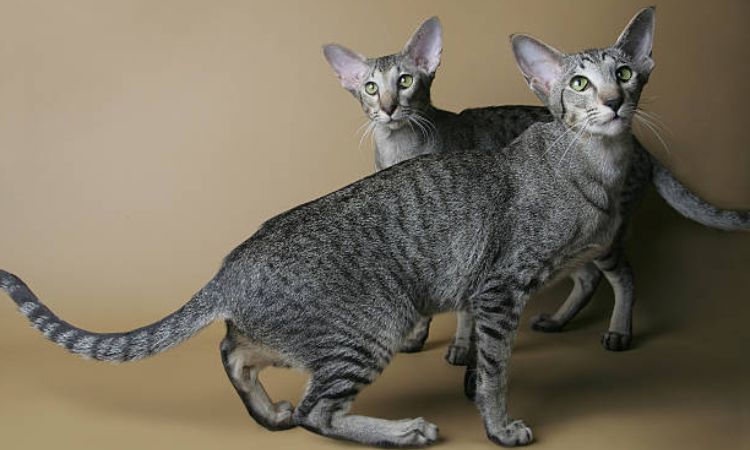 Oriental Shorthair