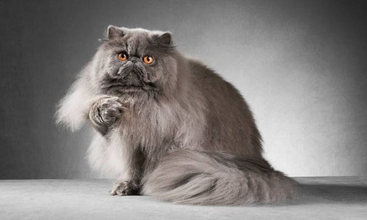 Grey Persian cat