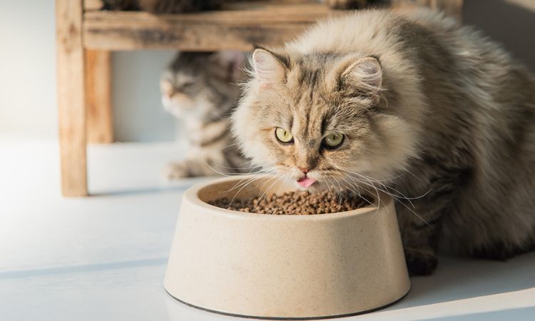 Diet and Nutritional Needs