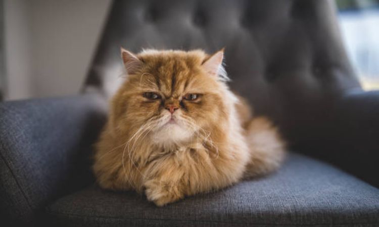 Persian Cat Price