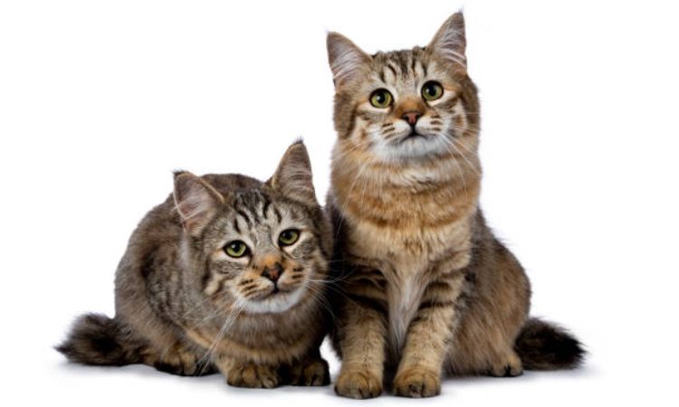 pixie-bob cat size