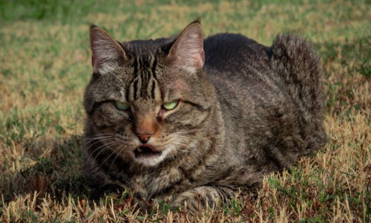 pixie-bob cat
