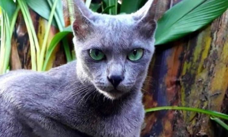 Raas Cat