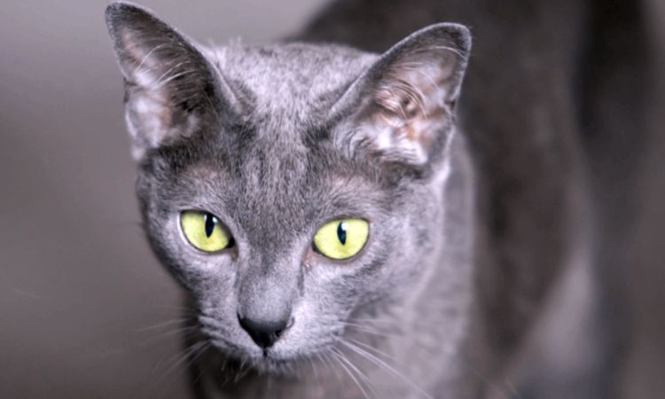 Care Guide for the Rare Raas Breed