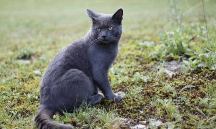 Raas Cat