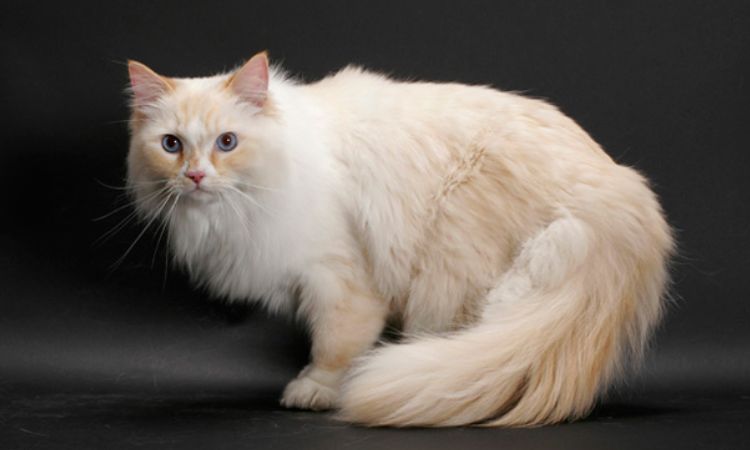 Ragamuffin Cat