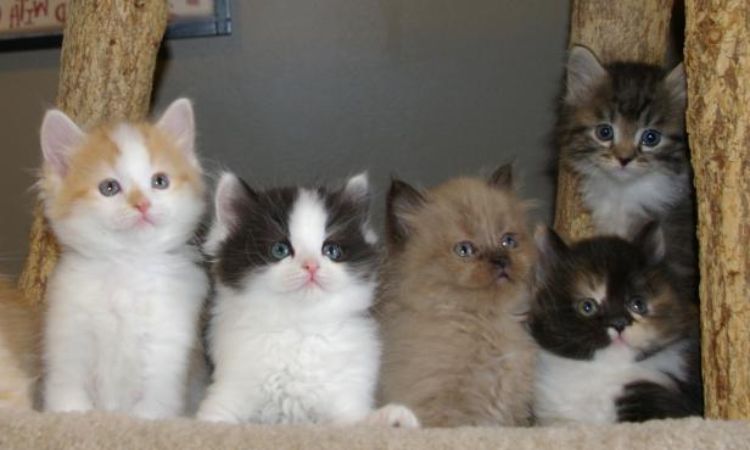 Ragamuffin Cat Colors and Patterns