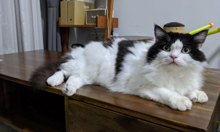 ragamuffin cat