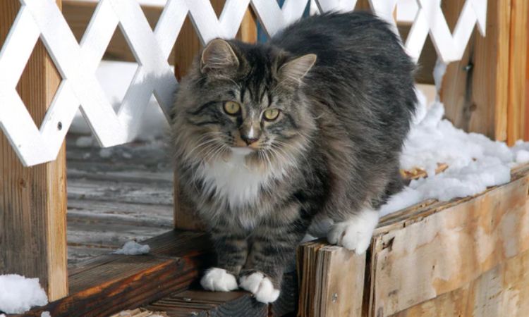 ragamuffin cat lifespan