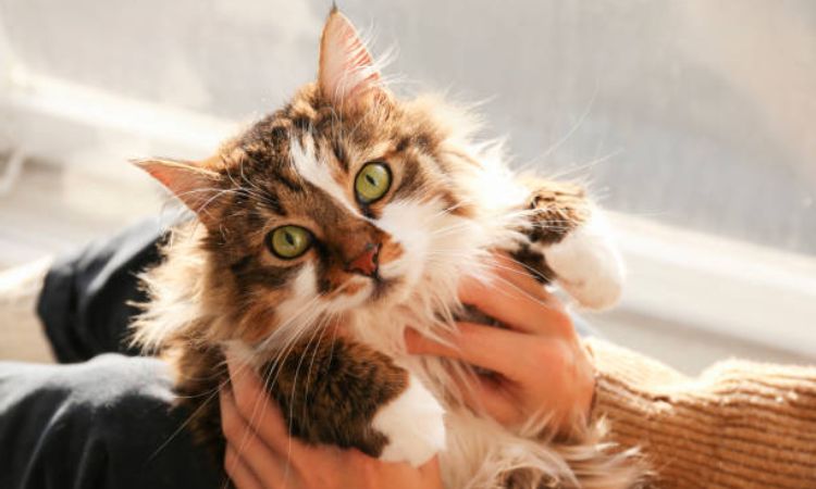 Ragamuffin Cat